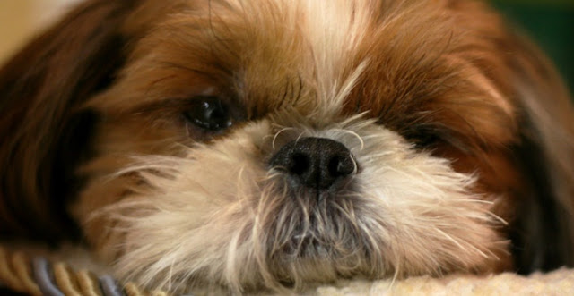 Meu shih tzu coça muito! CUIDADO VEJA O QUE FAZER