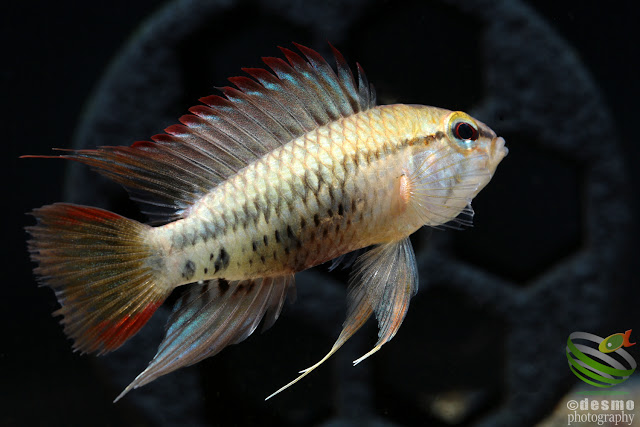 Apistogramma viejita