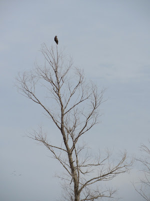 Sacramento National Wildlife Refuge