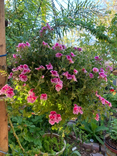 My Enchanting Cottage Garden Hanging Baskets For The Spring Garden