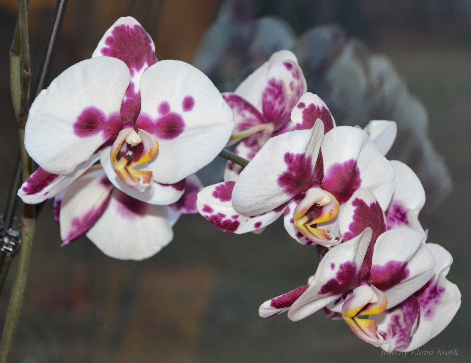 Phal. фаленопсис афродита. Phalaenopsis aphrodite. Phalaenopsis aphrodite. Aphrodite.