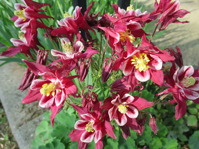 dark maroon columbine