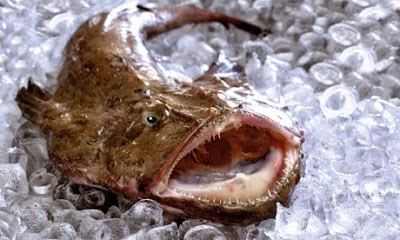 Ikan Monkfish Ikan Monkfish