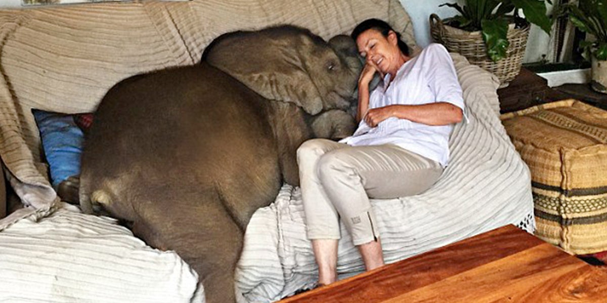 Woman Saves A Baby Elephant From Death And She Now Follows Her Everywhere Woman Saves A Baby Elephant From Death And She Now Follows Her Everywhere