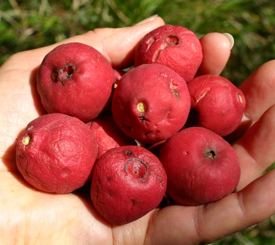 Toowoomba Plants COMMON LILLYPILLY