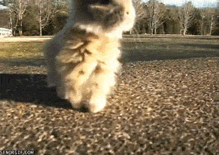 The 25 Coolest Gifs of Dancing Animals to Brighten Your Day
