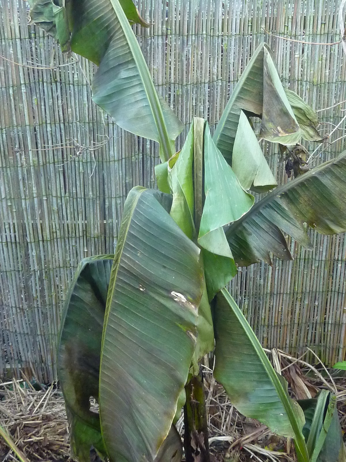 A Gardener's Weather Diary Mushy Bananas