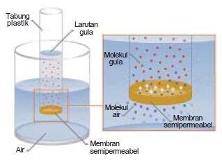 Mekanisme Transpor Pada Membran Sel Melalui Gerakan Difusi, Osmosis, Transpor Aktif dan Endositosis atau Eksositosis