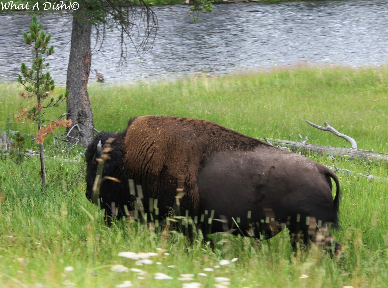 What A Dish! Scenes from Yellowstone
