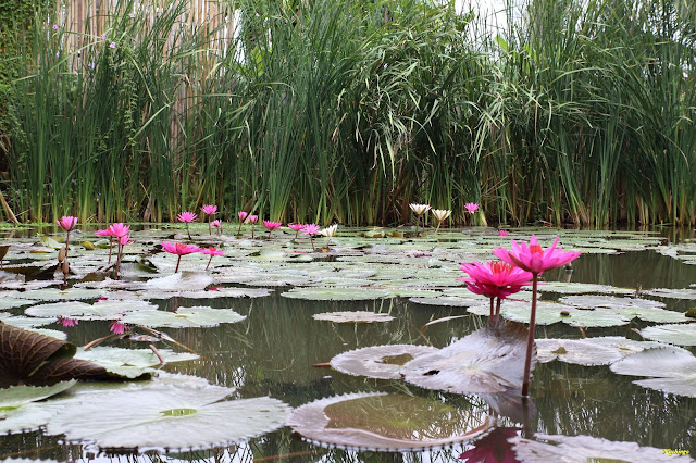 21-08-17. Excursión a las cascadas de Kuang Si. - No hay caos en Laos (1)