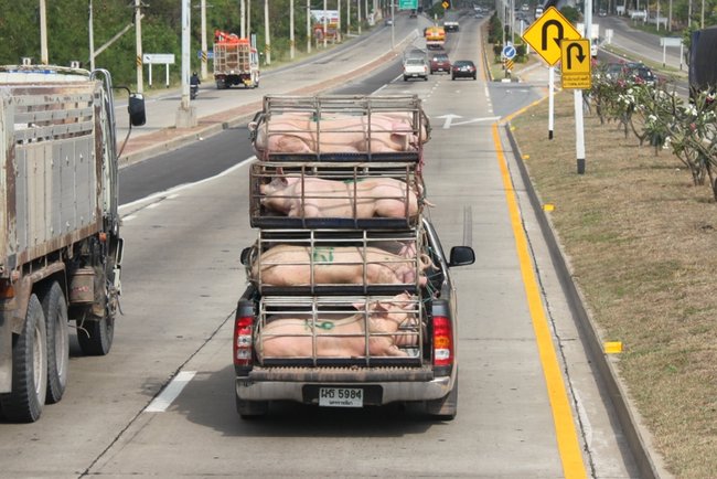 Перевозка свиней в Таиланде на пикапе