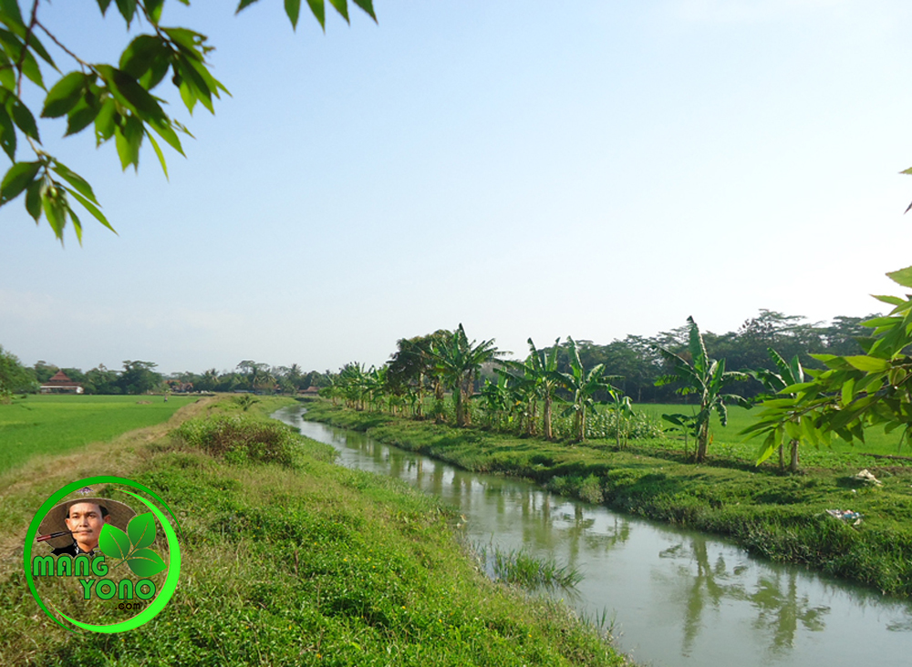 Sungai Ciasem, Pagaden Barat.. Sebelum dan sesudah di keruk Sungai Ciasem, Pagaden Barat.. Sebelum dan sesudah di keruk