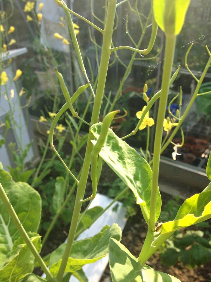 One Girl Growing Saving Tree Cabbage Seeds Part 1