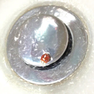 This Tiny Japanese Beatle