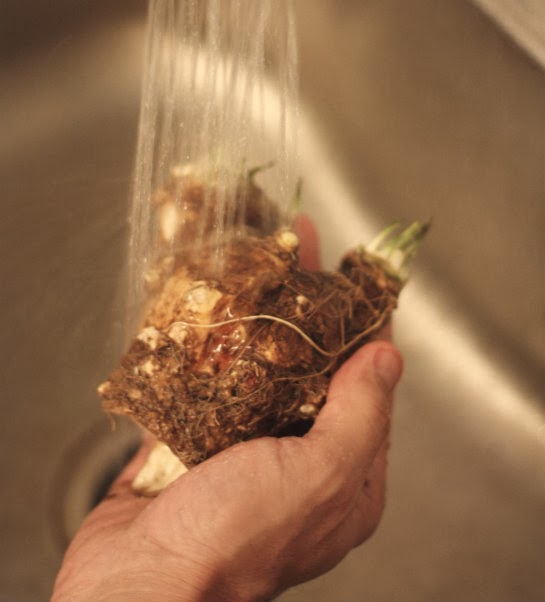Update Harvesting Our Horseradish Root 17 Apart