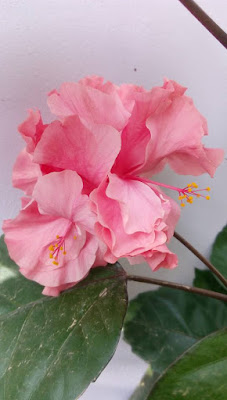 Hibiscus (Rumah Bunga Neisha)