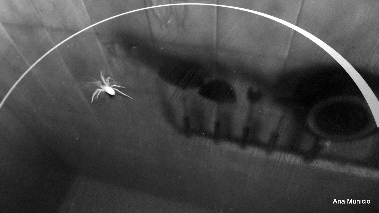 Visión fotográfica: Una araña en mi cocina, ¿qué hago?