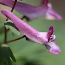 http://wild-flowers-of-europe.blogspot.nl/2015/04/corydalis-solida.html