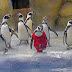 Birthday suit! Penguin causes red alert in special outfit