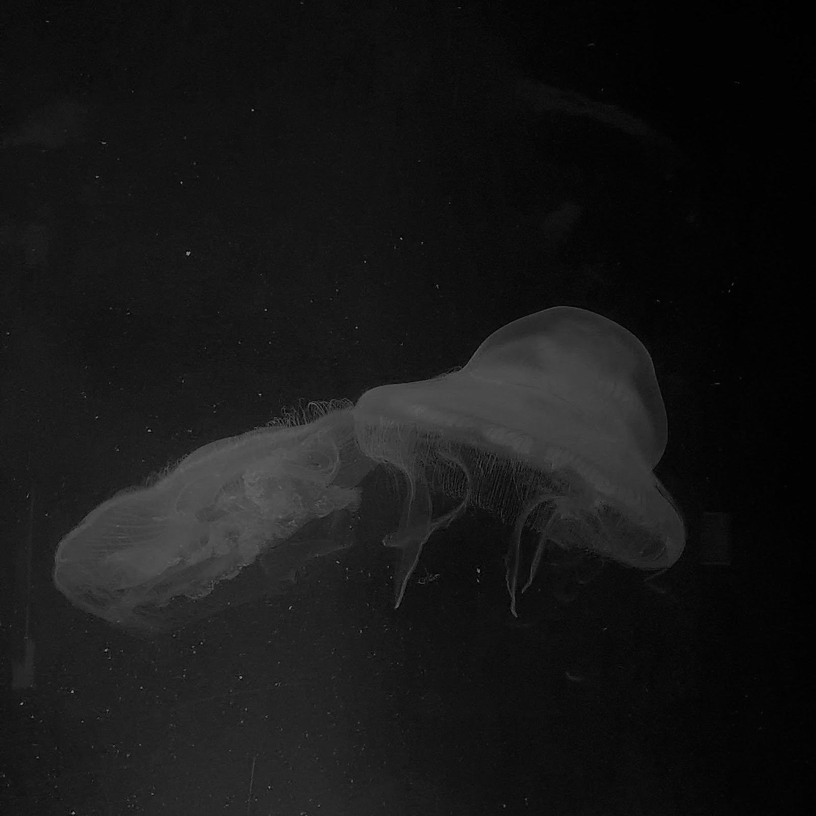 115 Lights in the Sky Tickleford Gully