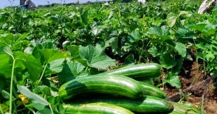 Budidaya Mentimun - BUDIDAYAKU