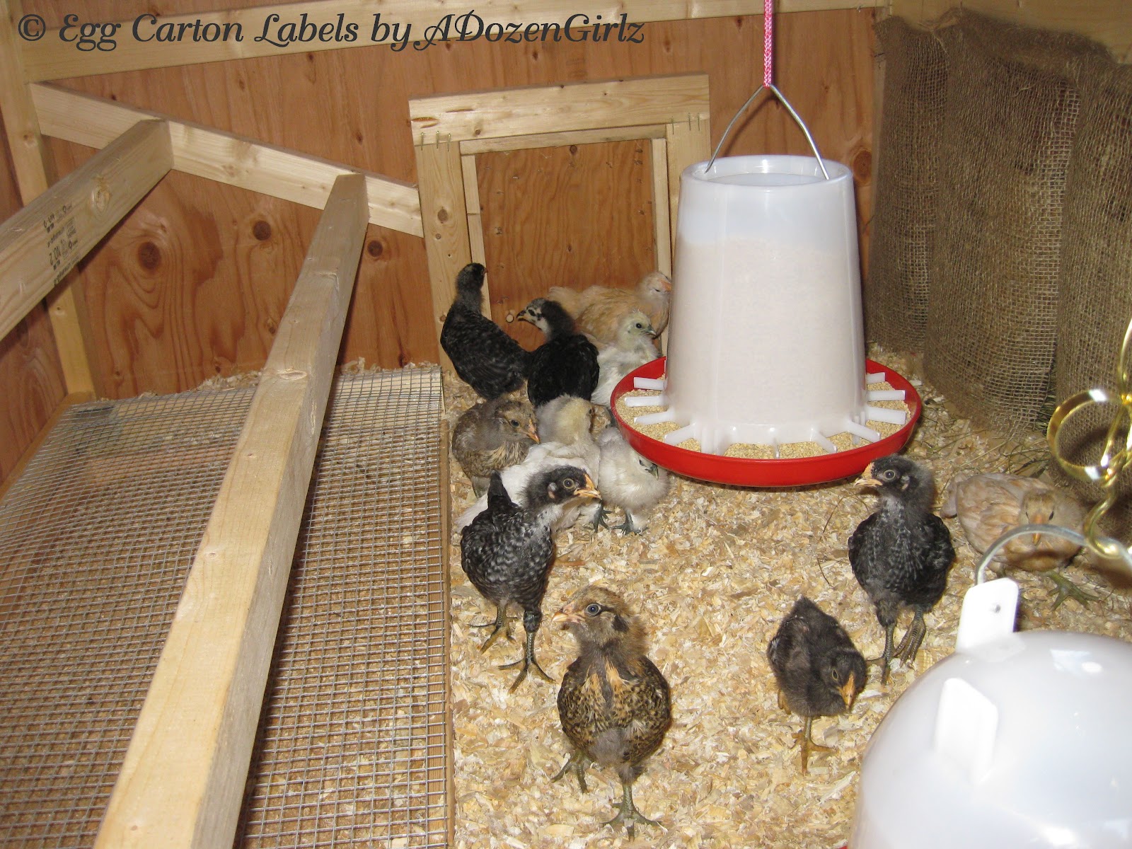 The Chicken Chick®: Chicken Nest Box Curtains- More than a Fashion ...