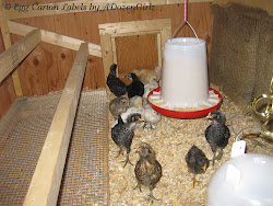chicken coop chicks chick chickens box sand roost nest bedding boxes litter inside brooder training shavings droppings curtains run pine