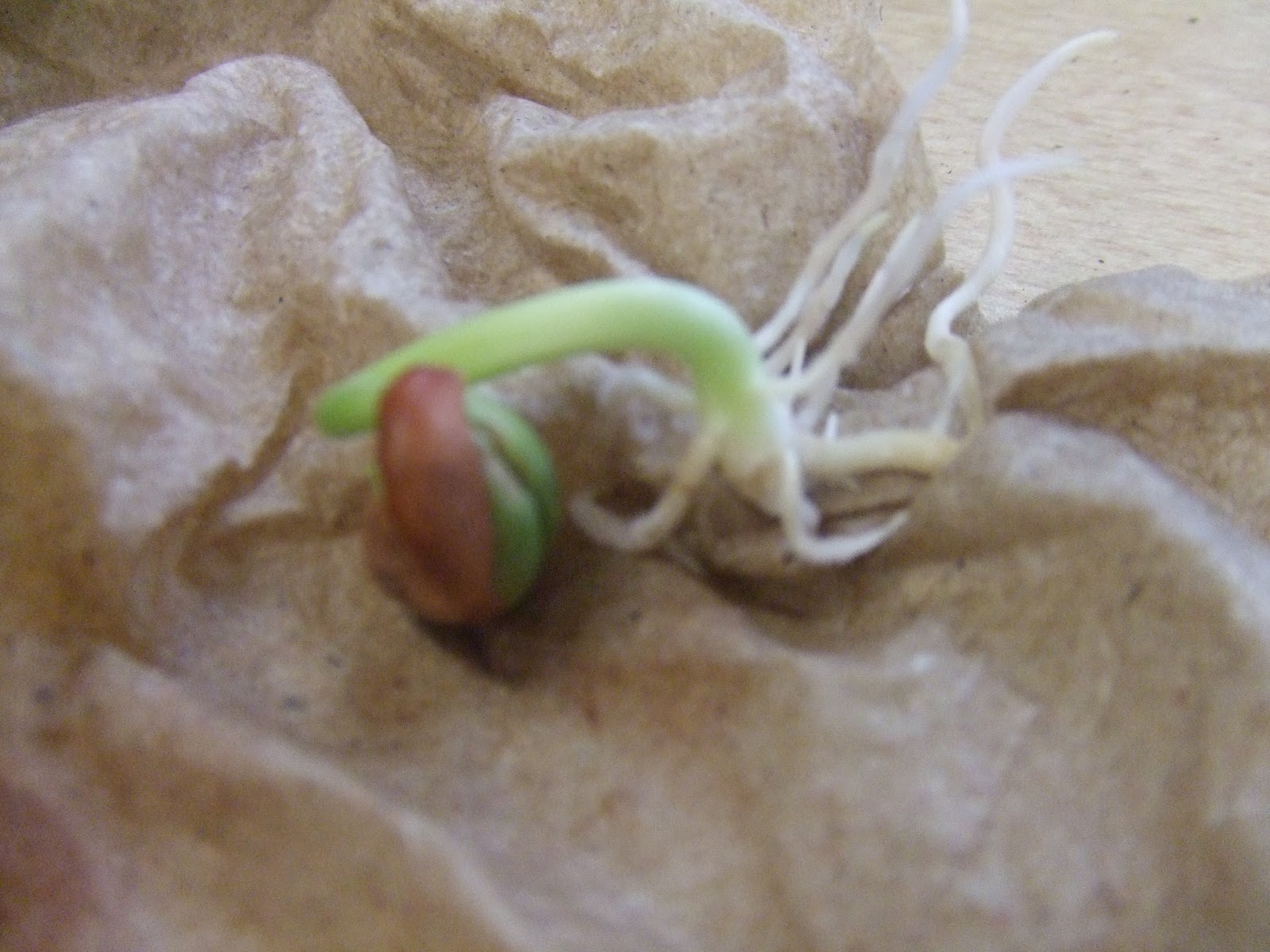 Cachey Mama's World of Learning Bean Growth Experiment and Documentation
