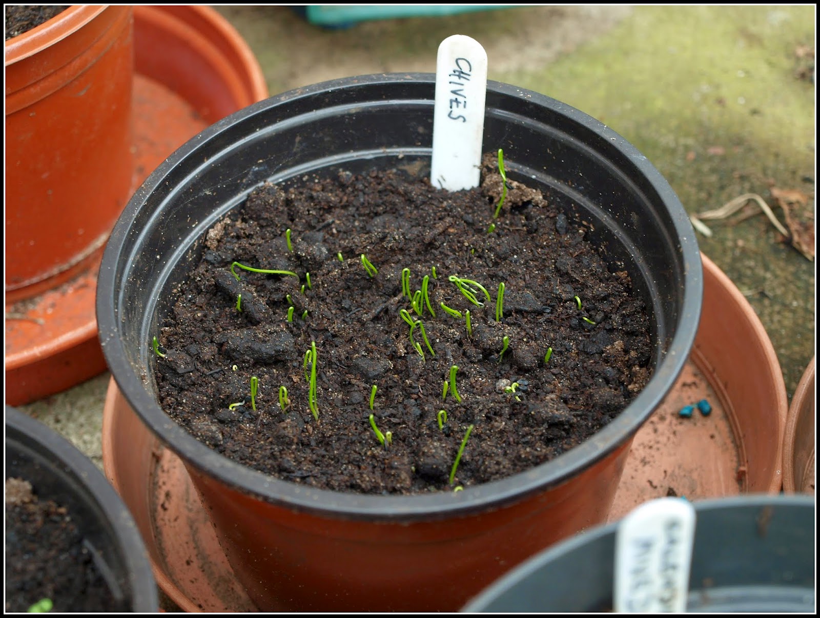 Mark's Veg Plot Good germination rates