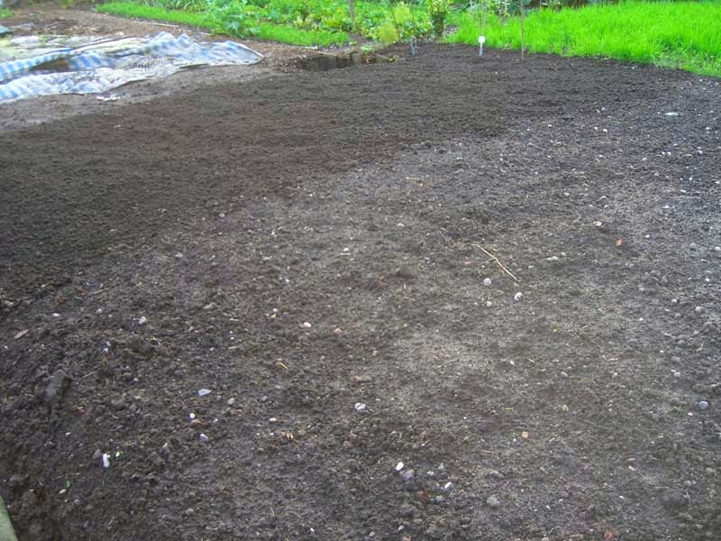 Allotment Garden The way I get rid of couch grass (Elymus repens)