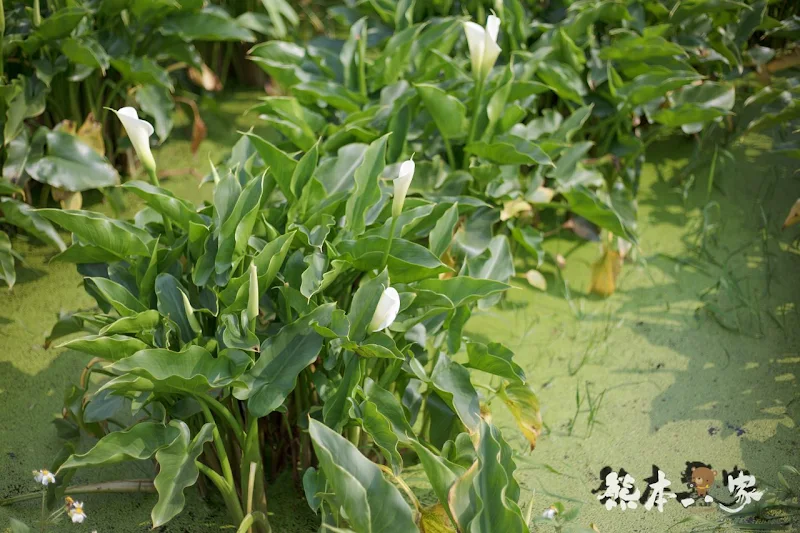 名陽匍休閒農莊|頂湖海芋步道~台北陽明山竹子湖海芋季官網封面照就是在這拍的