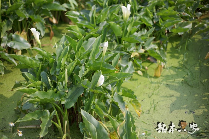 名陽匍休閒農莊|頂湖海芋步道~台北陽明山竹子湖海芋季官網封面照就是在這拍的