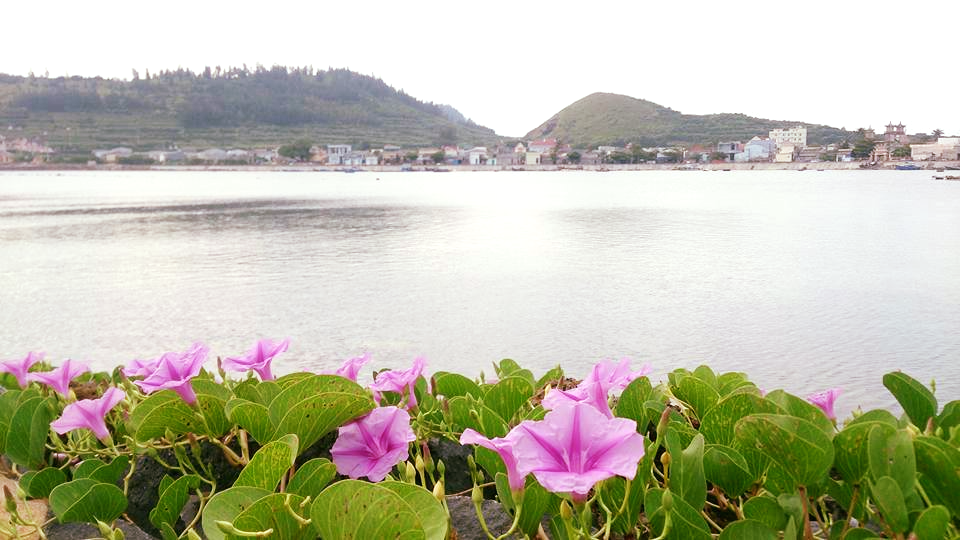 Rực rỡ mùa hoa muống biển tại đảo Lý Sơn | Phượt Đảo Lý Sơn | Tư vấn Du  Lịch, Nhà Nghỉ, Khách Sạn, Homestay