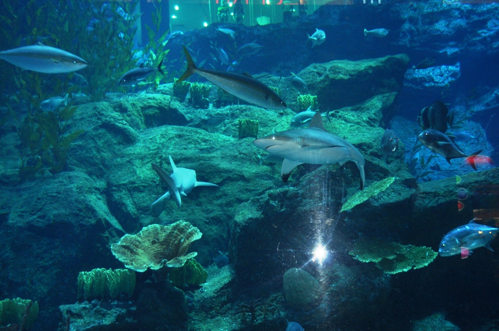 Living in Abu Dhabi dubai mall aquarium
