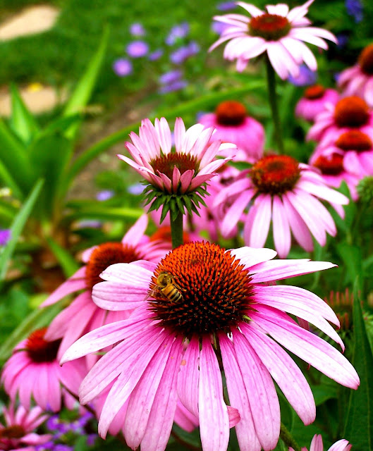 Honey bee on disc of purple coneflower.