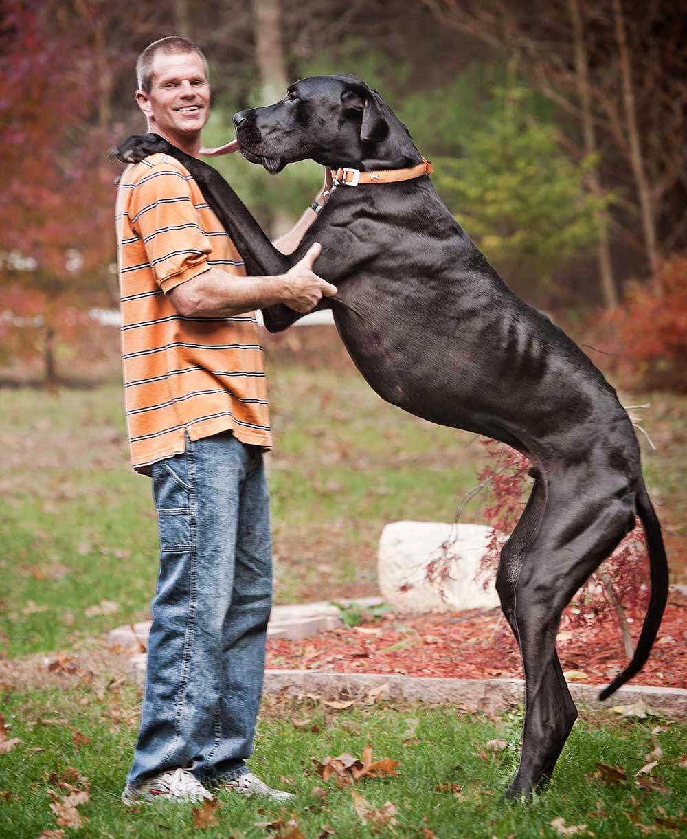 Maior cachorro do mundo