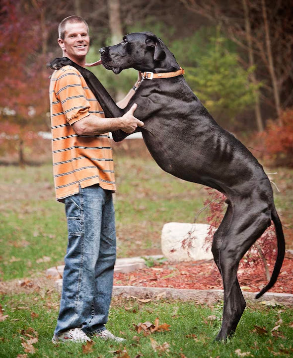 maior cachorro do mundo