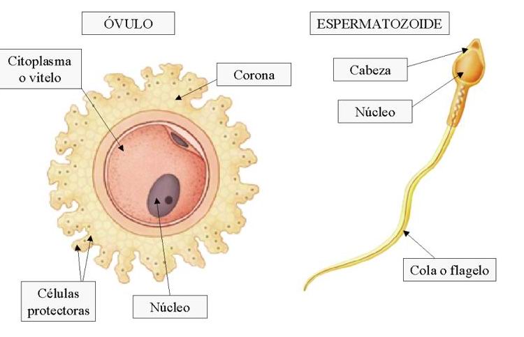 Células reproductoras femeninas y masculinas