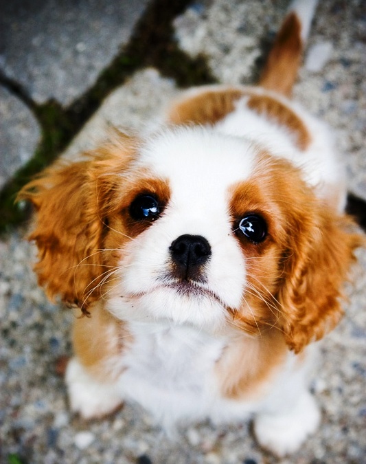 Cavalier Puppy Pictures Cute Puppy Images Pictures