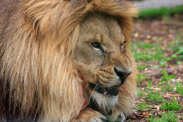 صور الأسد ملك الغابة أسد يتغذى