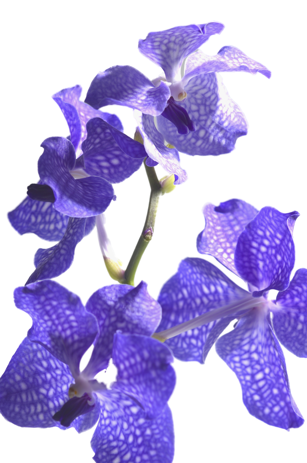 Блог Колибри: PNG клипарт "Beautiful Orchids Flower"