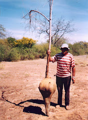 O mamãozinho-de-veado