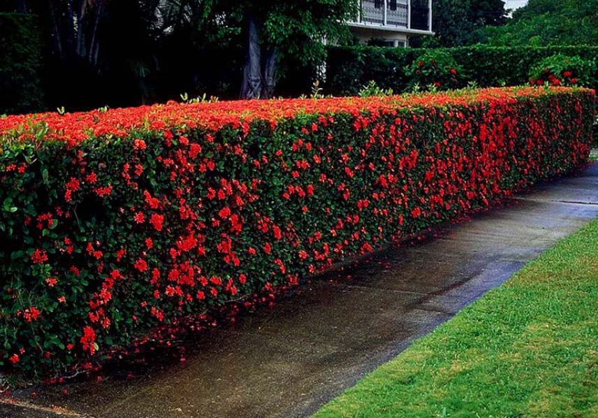 Beechwood Landscape Architecture and Construction Flame of the Woods