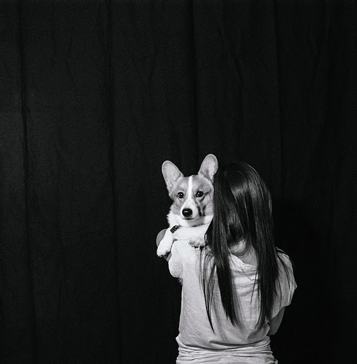 corgi black backdrop portrait photography
