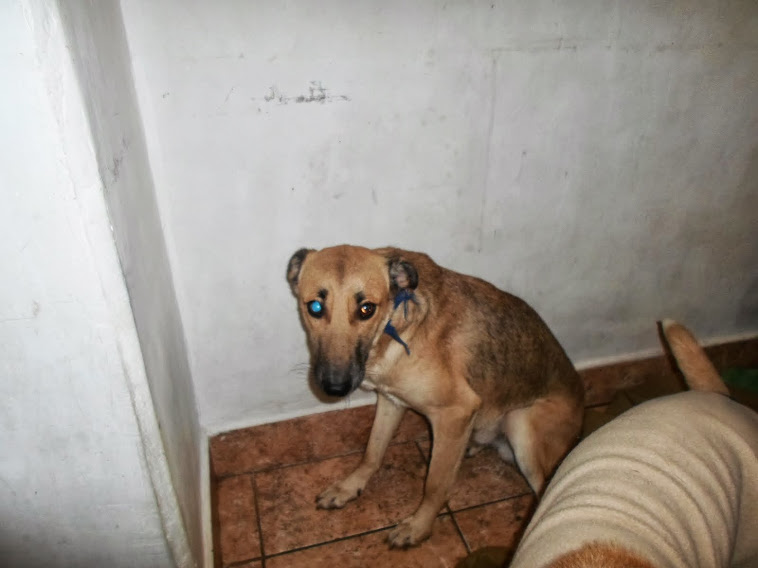 FIRULETE EN ADOPCION , CASTRADO