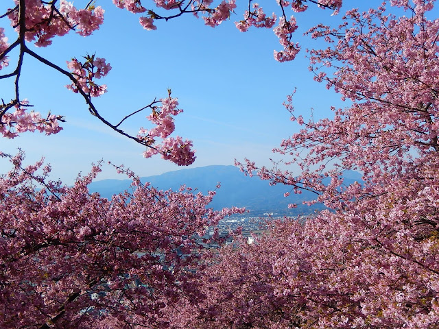 ���c�R�̃J���d�U�N��