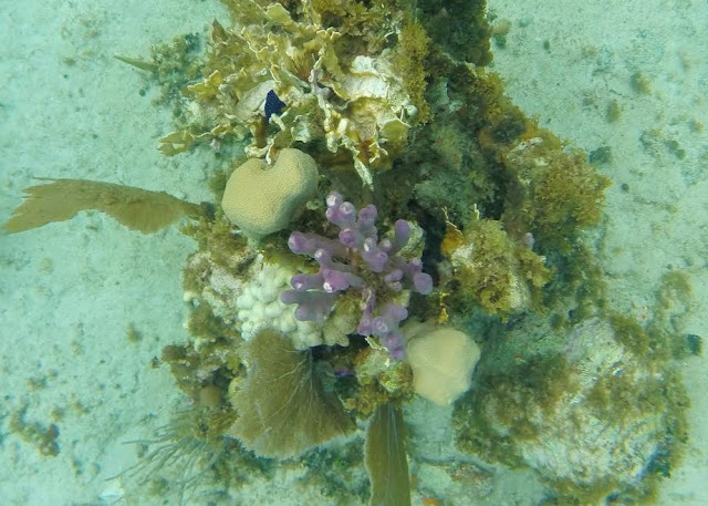 underwater in Jamaica
