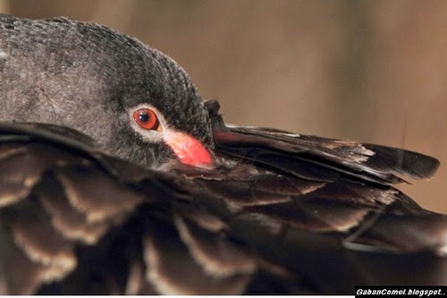 Angsa Berbulu Aneh Didunia Ohbicara