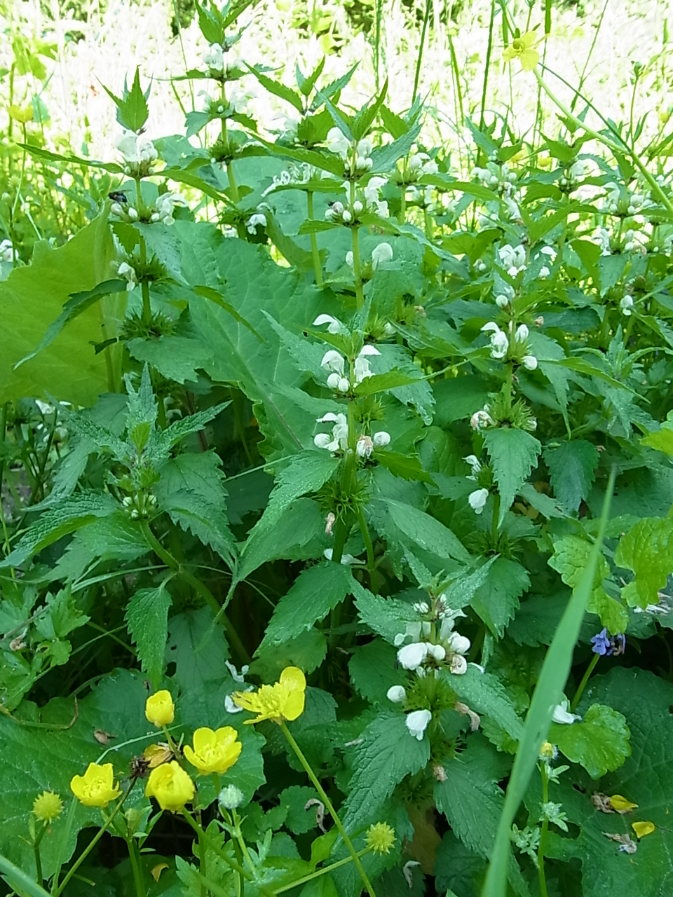 monotarcie: mai 2012