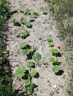 Courgettes Courgettes